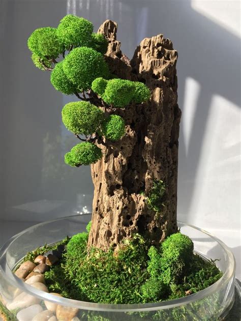 苔蘚盆景|【玻璃盆景DIY】苔蘚玻璃盆景照顧｜植物｜植料全指